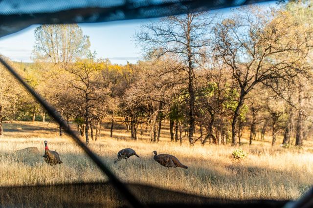 14990 Willow Glen Rd, Brownsville, CA 95919