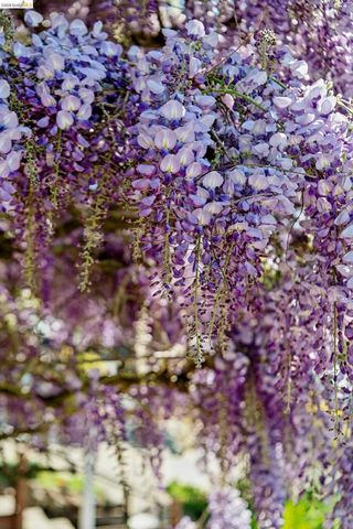 249 Trinity Ave, Kensington, CA 94708