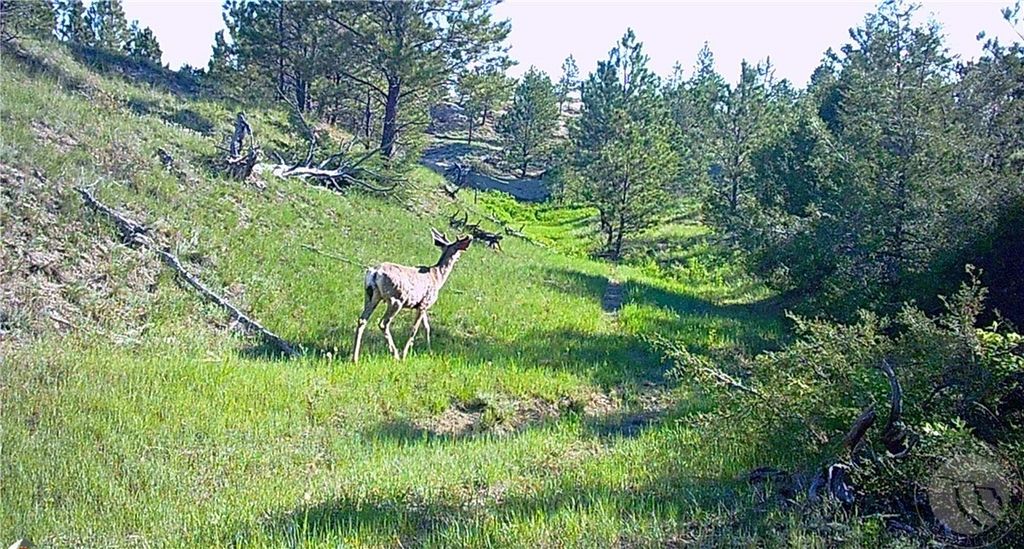 600 N Delphia Rd., Roundup, MT 59072 photo 4