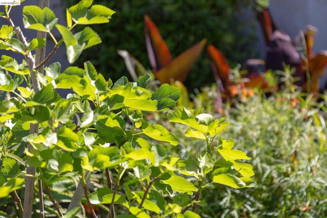 1200 El Centro Ave, Oakland, CA 94602