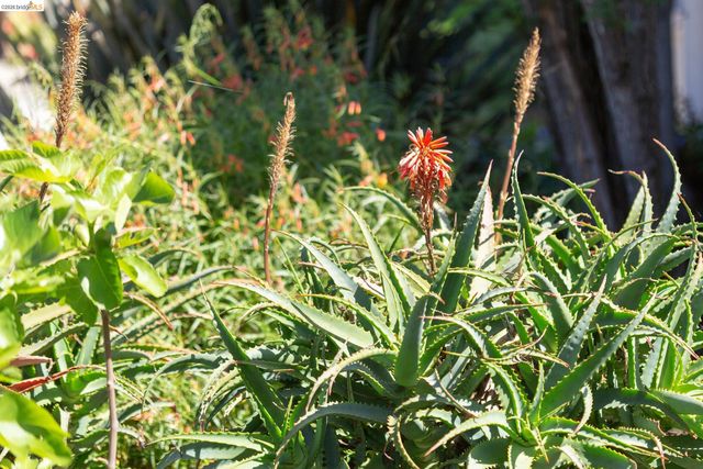 1200 El Centro Ave, Oakland, CA 94602