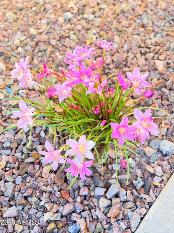 41925 N LONG COVE Way, Anthem, AZ 85086 — photo 4