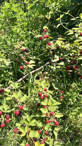 627 Ragsdale Rd, Manchester, TN 37355