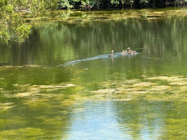 4430 Fm 1457, Round Top, TX 78954