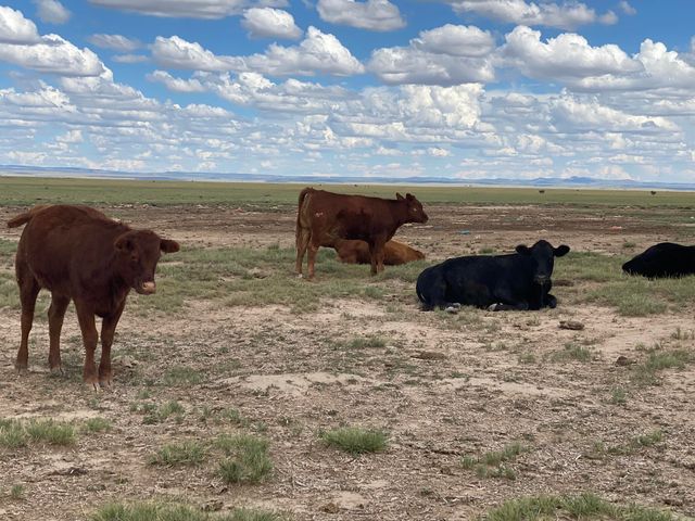 E Howell Road, Estancia, NM 87016