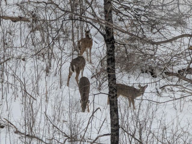 16420 Lake Ridge Drive, Maple Grove, MN 55311