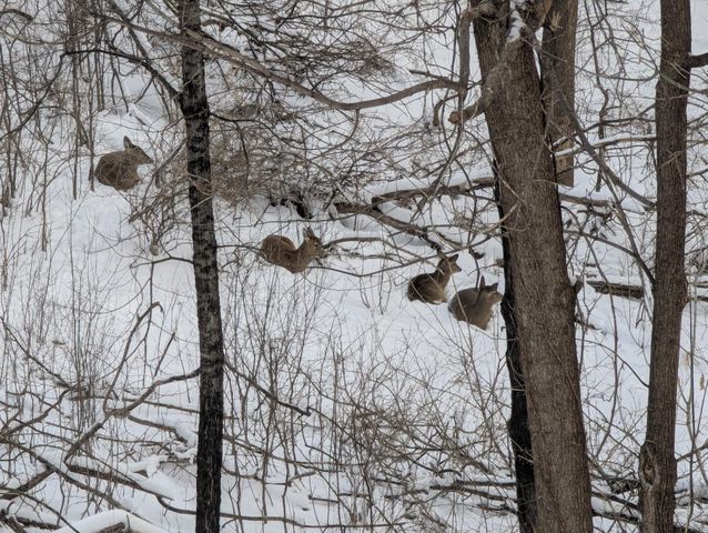 16420 Lake Ridge Drive, Maple Grove, MN 55311