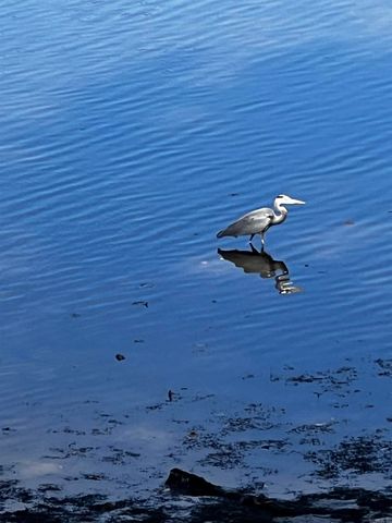 170 Lake Forest Shores, Hot Springs, AR 71913