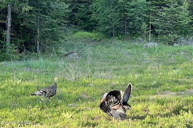 DB Lot 11 Blk 1 Leonard Loop, Athol, ID 83801