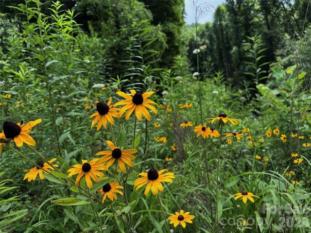 TBD Paint Fork Road, Barnardsville, NC 28709