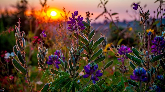 6401 Scenic View Trail Trail, Bryan, TX 77808