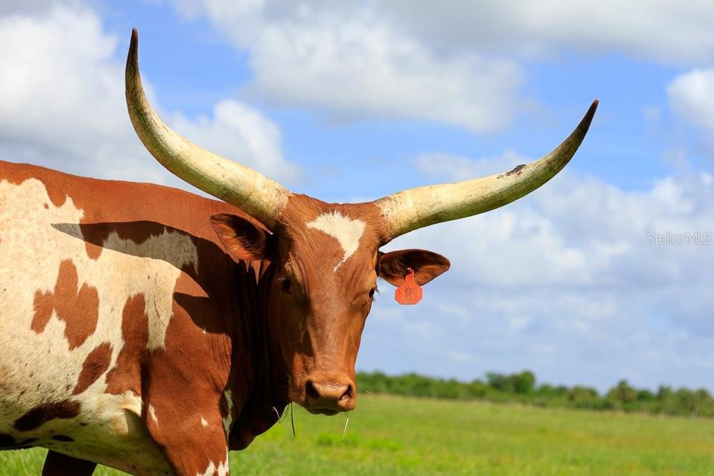 Image 13 of property listing at 3200 RIVER RANCH BOULEVARD 225, River Ranch, FL 33867