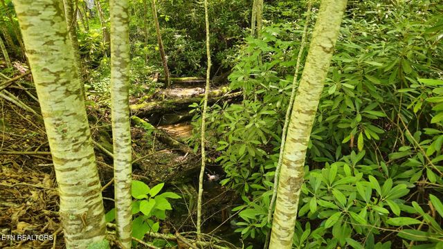4010 Forest Trail Drive, Sevierville, TN 37876