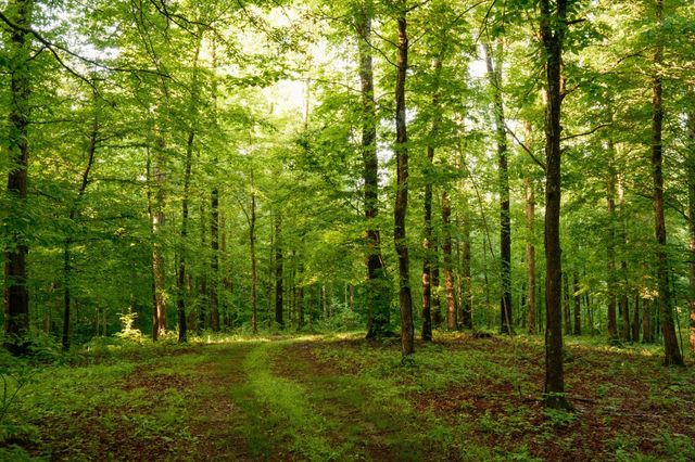 7556 Caney Fork Rd, Fairview, TN 37062