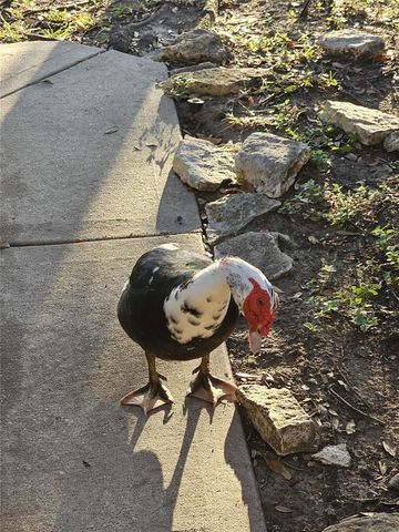 1411 Sunset Bay Court, Seabrook, TX 77586