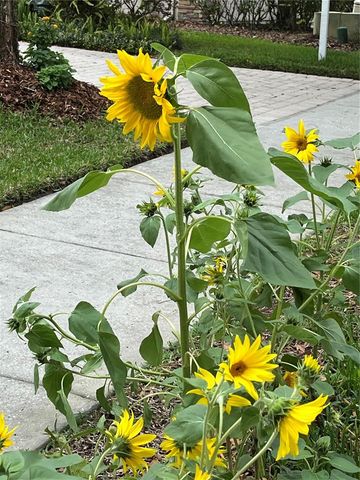 2111 ROCKY BLUFF COURT, Oviedo, FL 32765