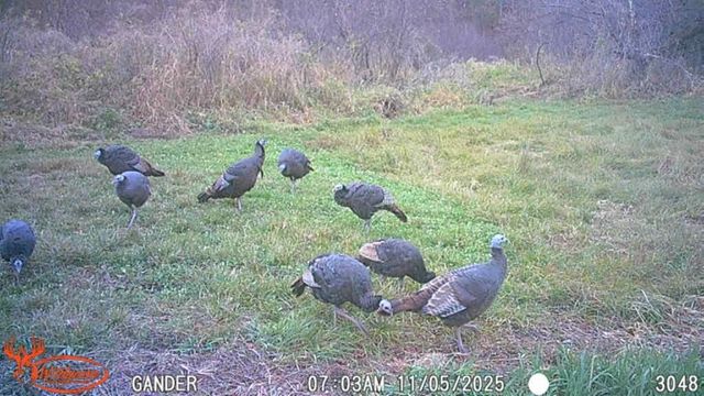 S9025 Lowes Creek Road, Eleva, WI 54738