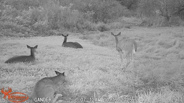 S9025 Lowes Creek Road, Eleva, WI 54738