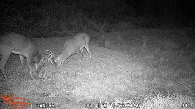 S9025 Lowes Creek Road, Eleva, WI 54738