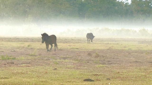 8206 BACK ROAD, Plant City, FL 33565