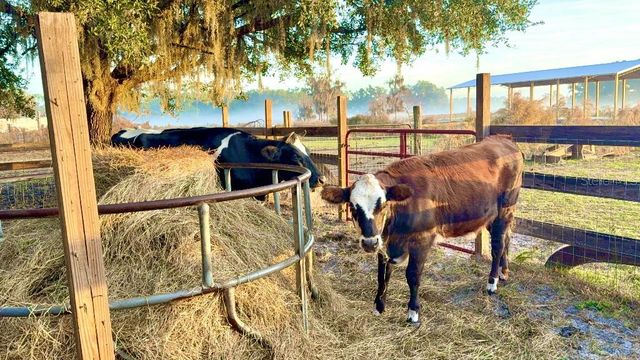 8206 BACK ROAD, Plant City, FL 33565