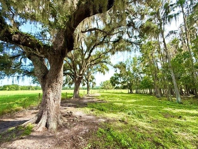 8206 BACK ROAD, Plant City, FL 33565