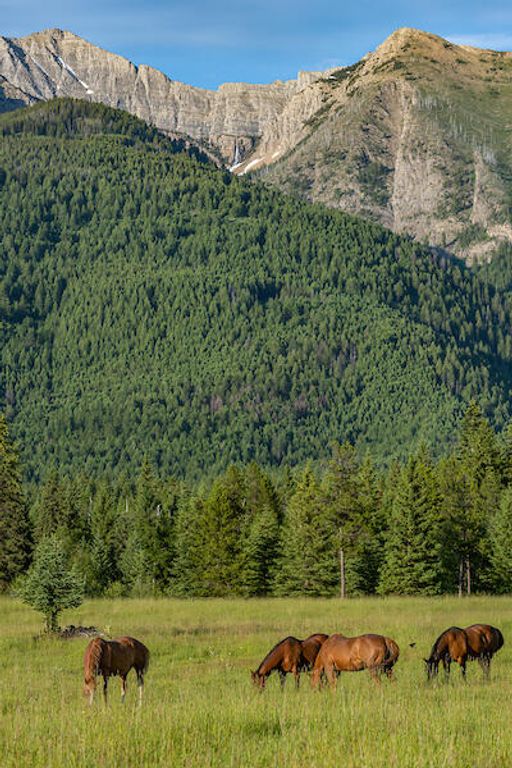 2705 Rumble Creek Road, Condon, MT 59826 photo 5