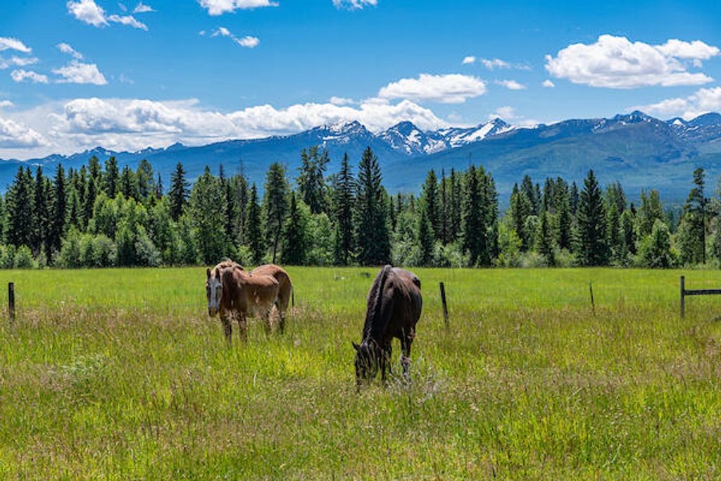 2705 Rumble Creek Road, Condon, MT 59826 photo 6