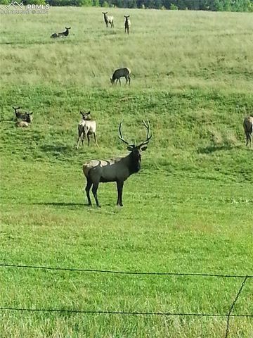 3579 County Road 42, Florissant, CO 80816