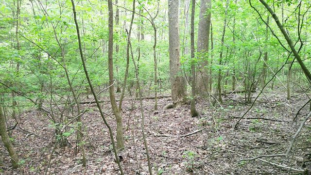 00 Tracks Hollow, Murphy, NC 28906