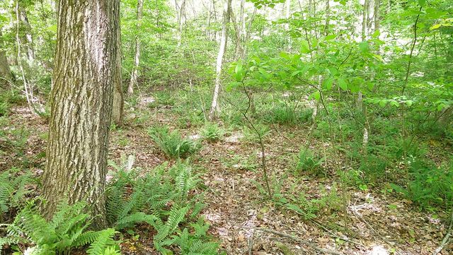 00 Tracks Hollow, Murphy, NC 28906
