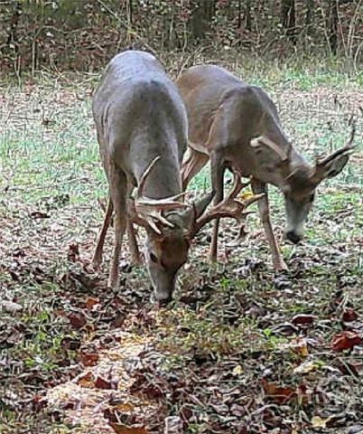 787 Parham Town Road, Bowman, GA 30624