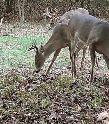 787 Parham Town Road, Bowman, GA 30624