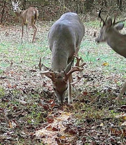 787 Parham Town Road, Bowman, GA 30624