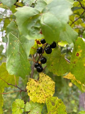 4343 W STATE HIGHWAY 100, Bunnell, FL 32110