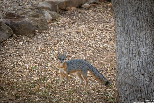 6531 Wegner Rd, New Braunfels, TX 78132