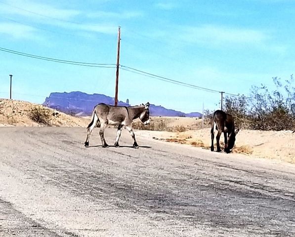 5800 Modoc Trail, Big River, CA 92242