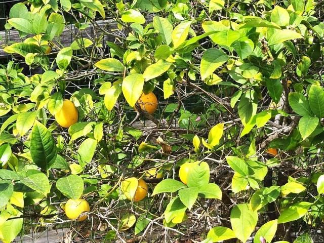 8975 Lawrence Welk Drive 424, Escondido, CA 92026