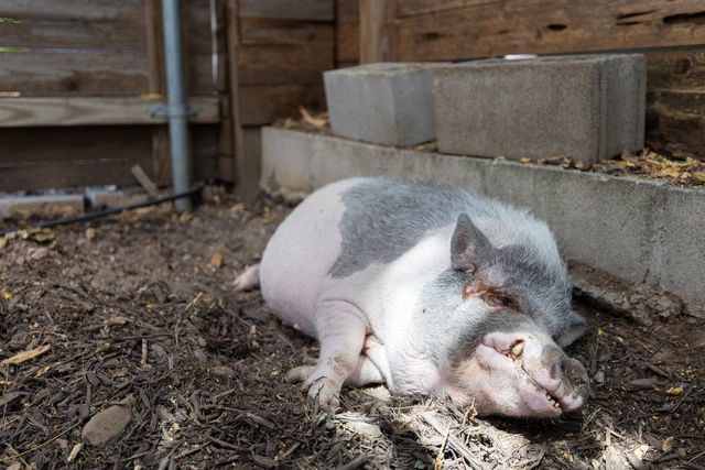 123 Havana ST, Austin, TX 78704