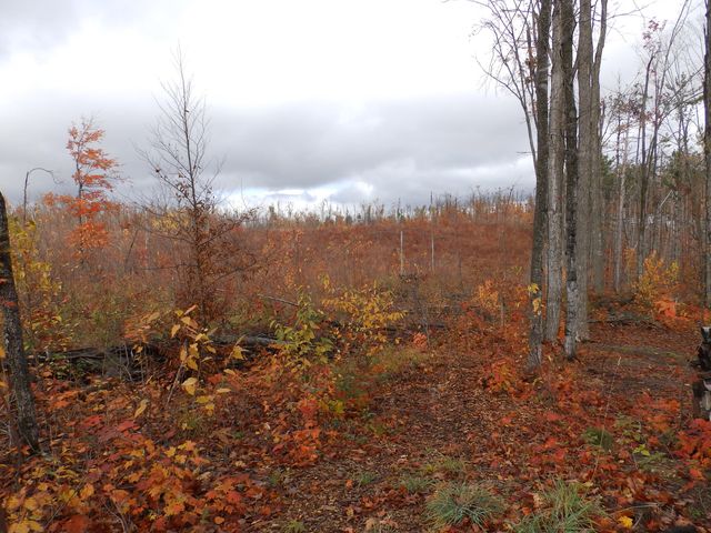 1870 Kassuba Road, Gaylord, MI 49735