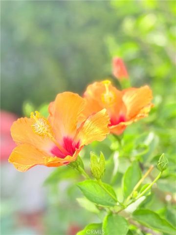 22141 Comanche, Lake Forest, CA 92630