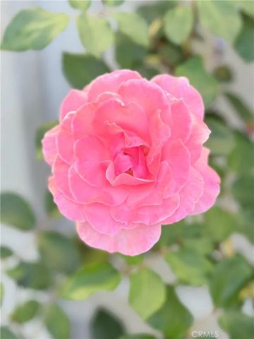 22141 Comanche, Lake Forest, CA 92630