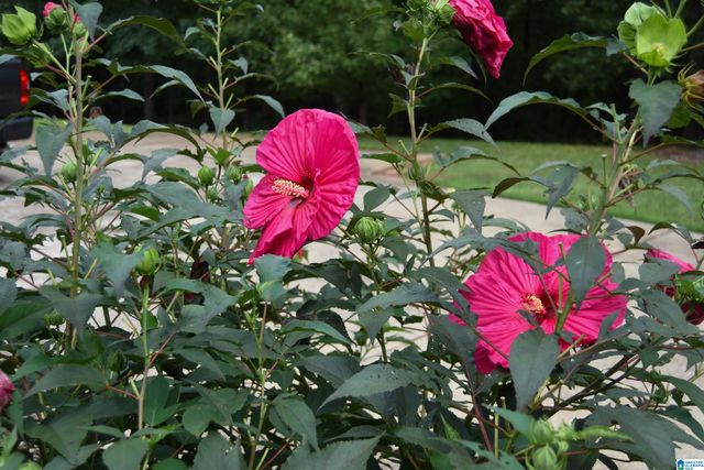 335 WEDOWEE CREEK VIEW DRIVE, Wedowee, AL 36278