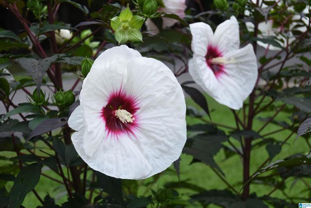 335 WEDOWEE CREEK VIEW DRIVE, Wedowee, AL 36278