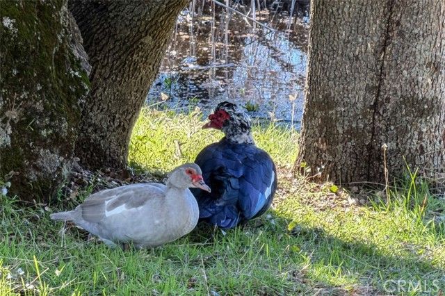 31729 Cherokee, Coarsegold, CA 93614