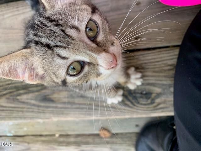 602 Wondertown Drive, Erwin, NC 28339