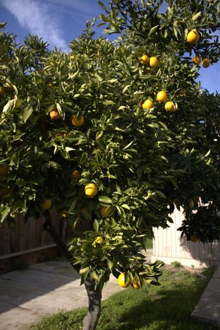 28540 Pacific Drive, Madera, CA 93638