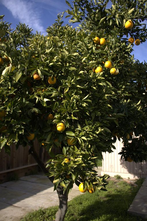 Image 20 of property listing at 28540 Pacific Drive, Madera, CA 93638