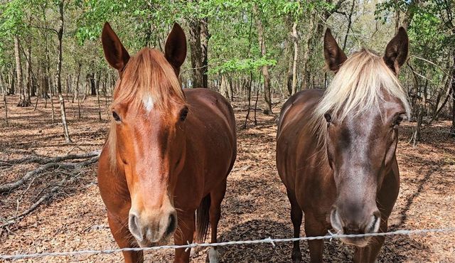 37416 HACKNEY PLACE, Dade City, FL 33523