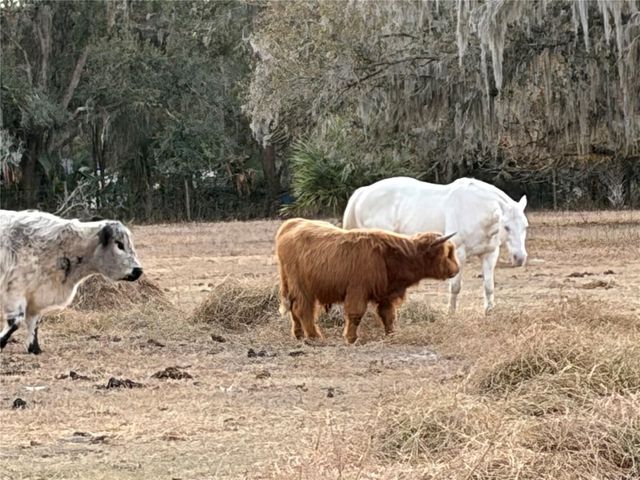 3009 JIM JOHNSON ROAD, Plant City, FL 33566